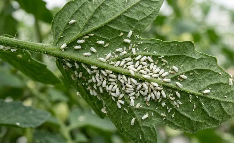 Whiteflies