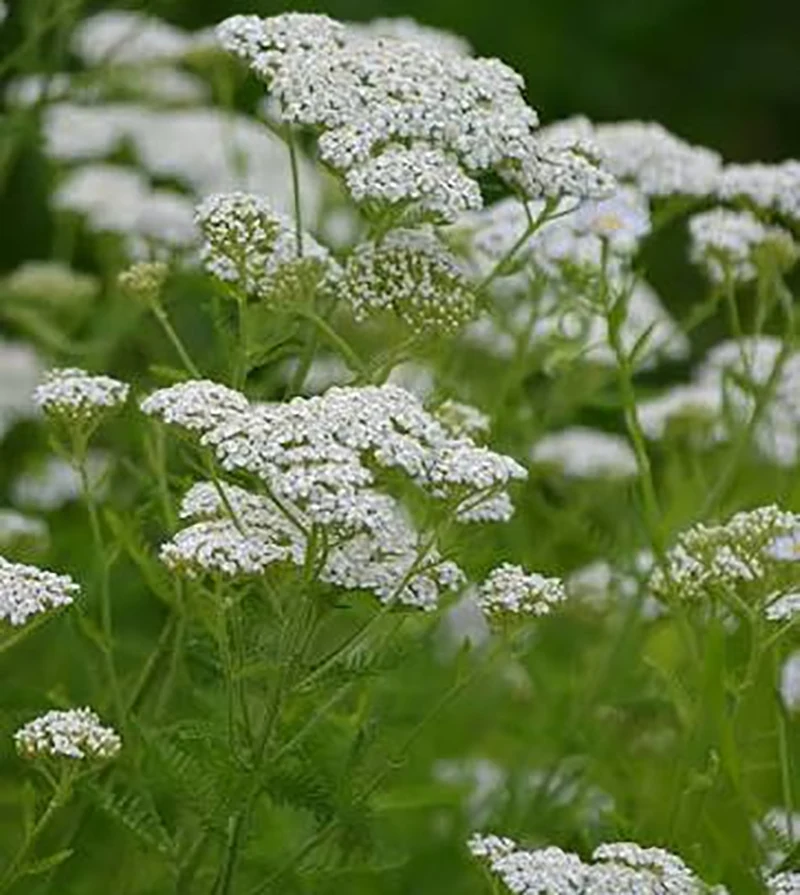 Yarrow Flower 