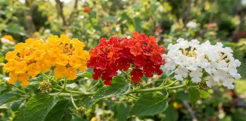 Yellow, red and white lantana flower clusters shown side by side