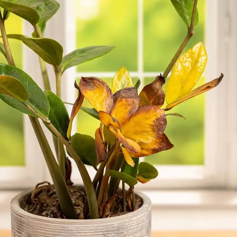 Yellowing Leaves
