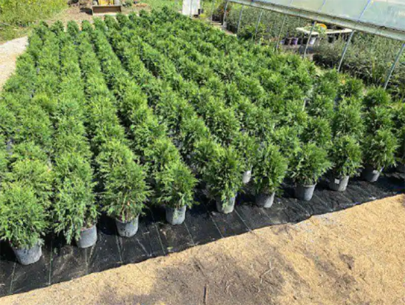 american arborvitae