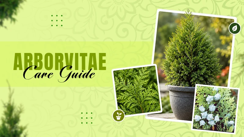 Arborvitae: Taxonomy, Care Tips, Varieties, and the Mistakes You Can't Undo