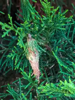 arborvitae care