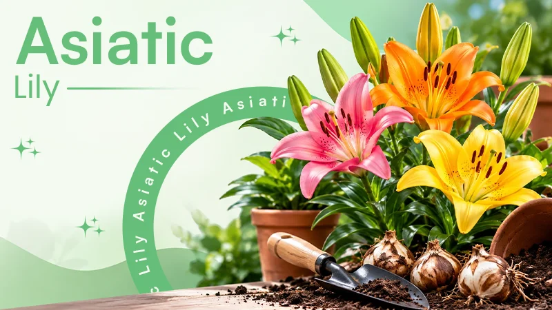 Asiatic Lily: How to Plant and Care for this Bulbous Perennial