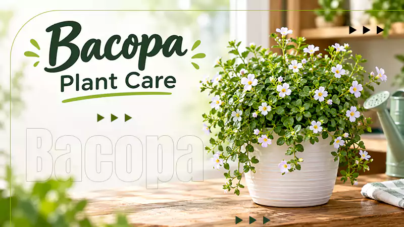 Bacopa Plant Care Tips, Growing Process, Taxonomy, Ideal Growing Conditions