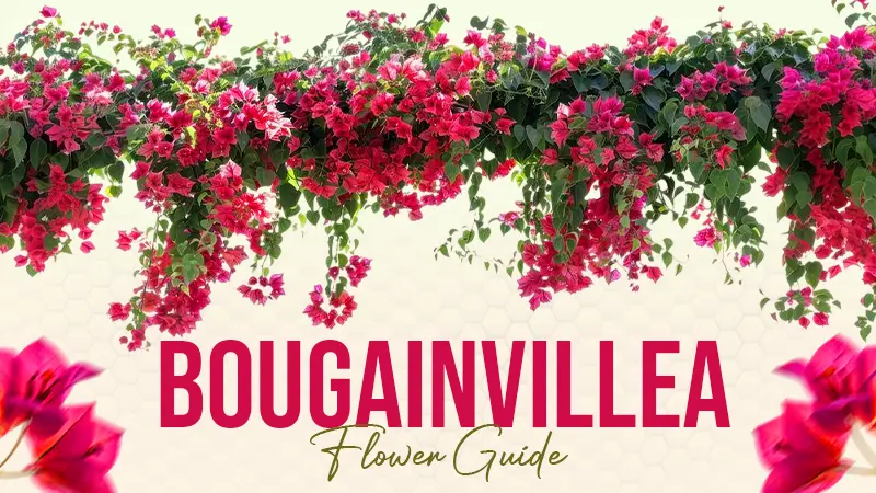 Bougainvillea Flower Guide: Taxonomy, Planting Steps, Growing Conditions, Pest Problems and Solutions