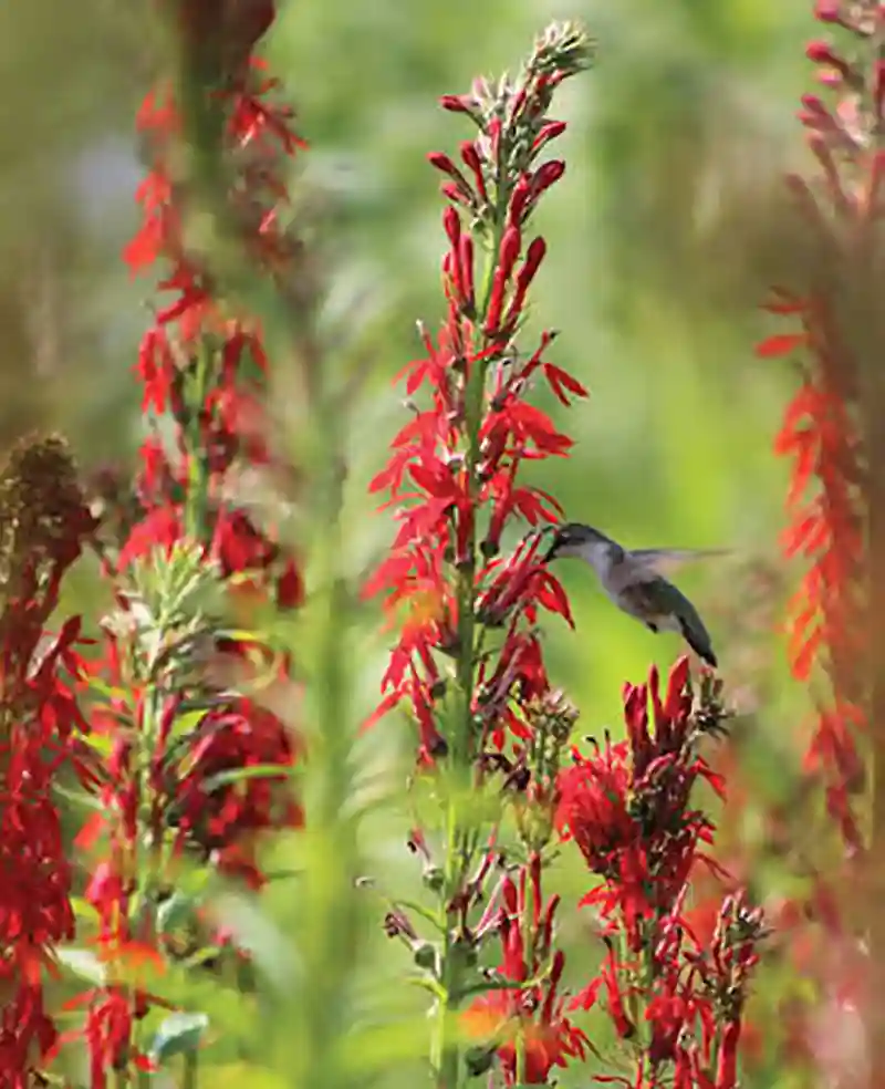 cardinal flower&nbsp;