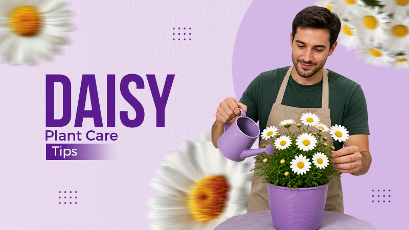 How to Grow and Care for Flowering Daisy Plants?