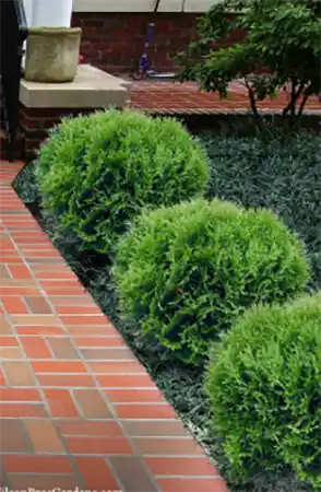 globe arborvitae