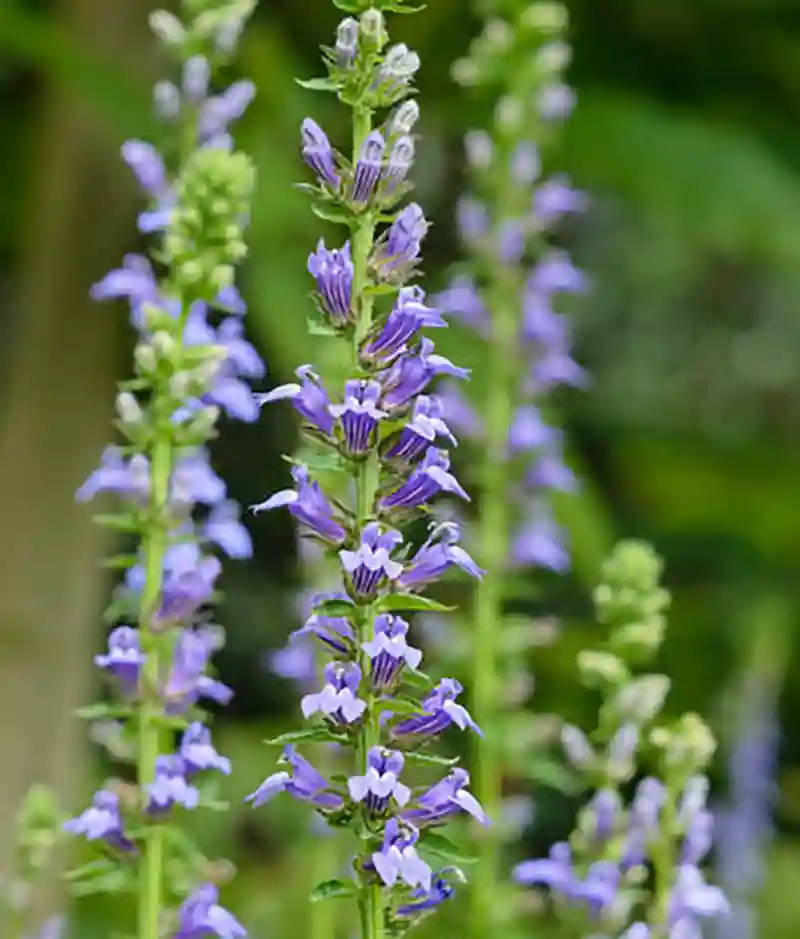  great lobelia