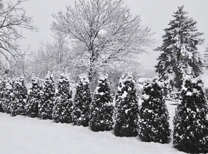 green arborvitae