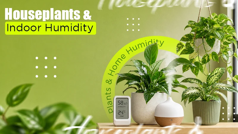 Houseplants and Indoor Humidity: Preventing Mould in a Green Home