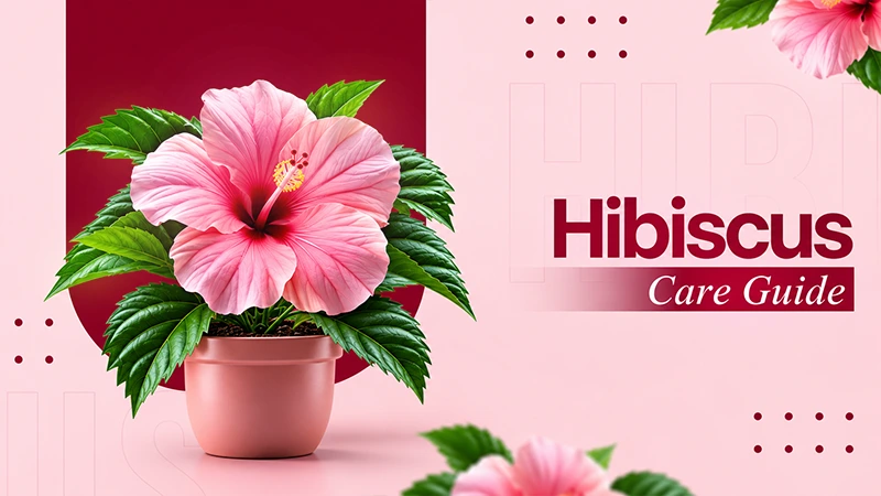 Hibiscus Care, Taxonomy, Ideal Growing Conditions, Growing Process, & Much More