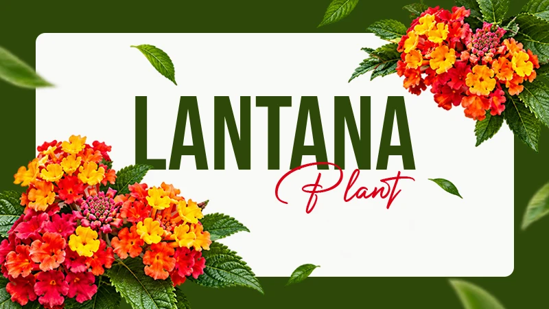 Lantana Plant: Taxonomy, Care Tips, Varieties, And Whether It Comes Back