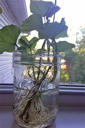 ornamental sweet potato vine