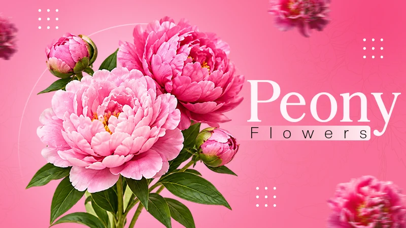 Peony Flower Guide: Taxonomy, Ideal Growing Conditions, Growing Process, Care Tips
