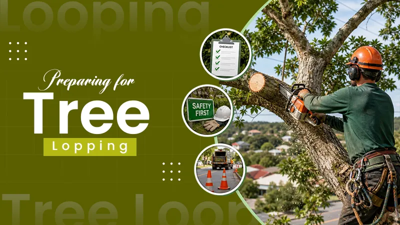 How to Prepare Your Ipswich Property for Tree Lopping Work