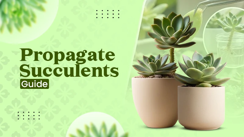 How to Propagate Succulents From Leaves and Stem Cuttings