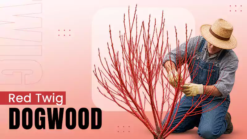 Red Twig Dogwood Care Tips, Growing Process, Taxonomy, Ideal Growing Conditions, & Much More