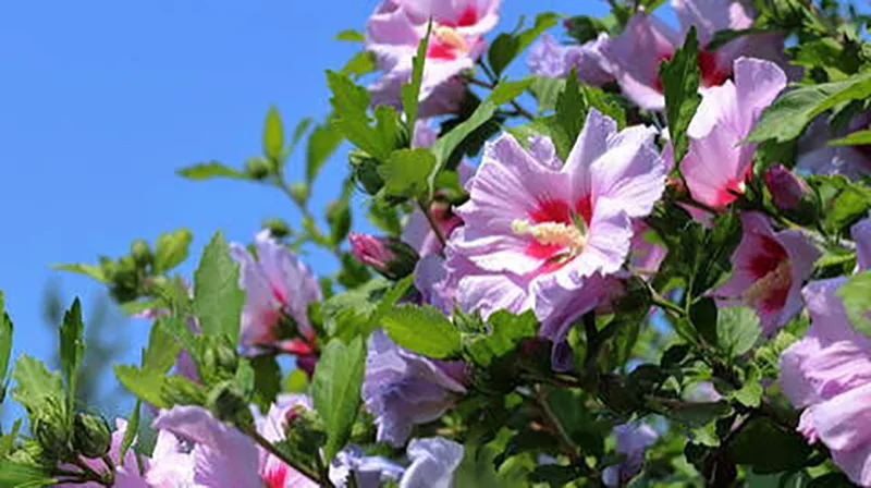 rose of sharon hibiscus