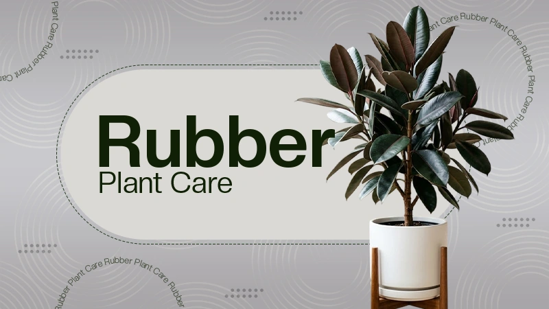 Rubber Plant Care: How to Grow and Maintain a Healthy Plant
