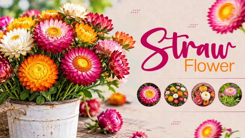 Straw Flower: Planting, Growing and Harvesting Explained