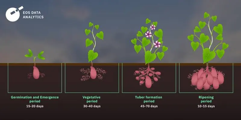 sweet potato vine care