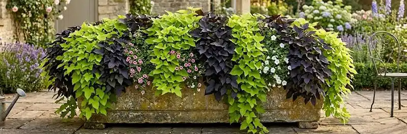 sweet potato vine