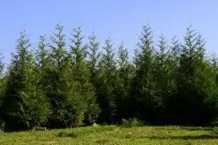  types of arborvitae