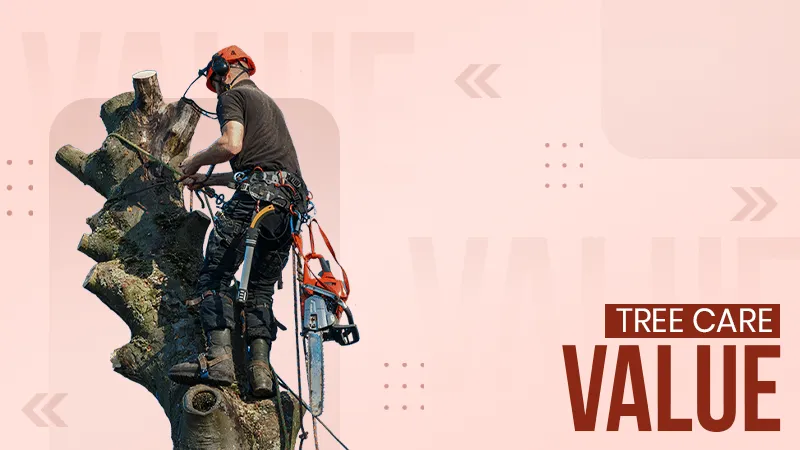 Top Tree Care Tips for Enhancing Property Value